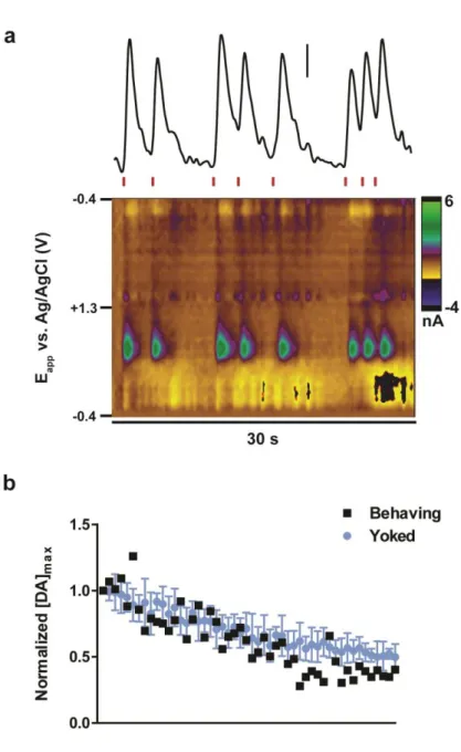 Figure 3.1. Electrically-evoked dopamine release during yoked-ICSS (FR1) stimulation pattern