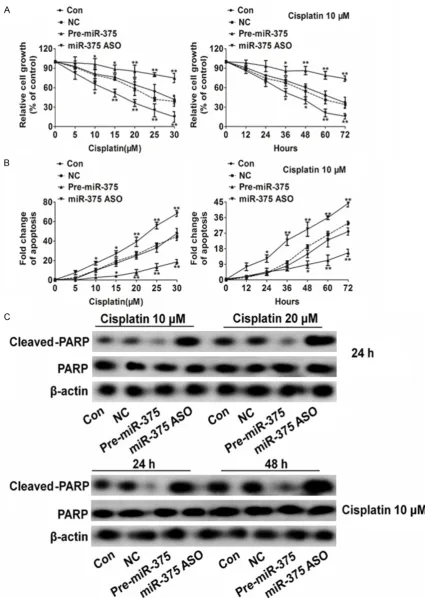 Figure 2. Effect of miR-375 on the sensitivity of H1975 cells to cisplatin. A. Effect of miR-375 on the sensitivity of H1975 cells to cisplatin chemotherapy