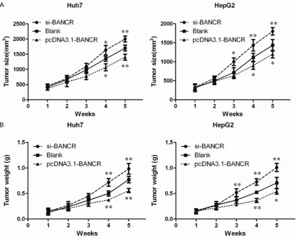 Figure 3. Effects of BANCR knockdown on HCC cell proliferation, cell apoptosis, migration and invasion in vitro