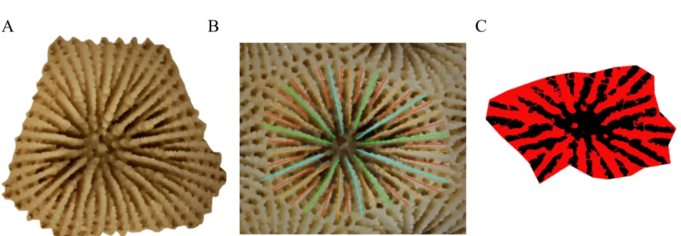 Figure 1. Final image of a corallite produced by Nikon SMZ1500 Stereomicroscope and Nikon NIS Elements Basic   Research   software
