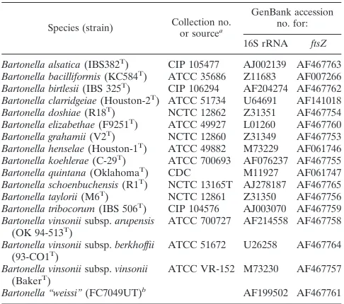 TABLE 1. Bacterial strains and sequences used for N-terminalsequencing and phylogeny