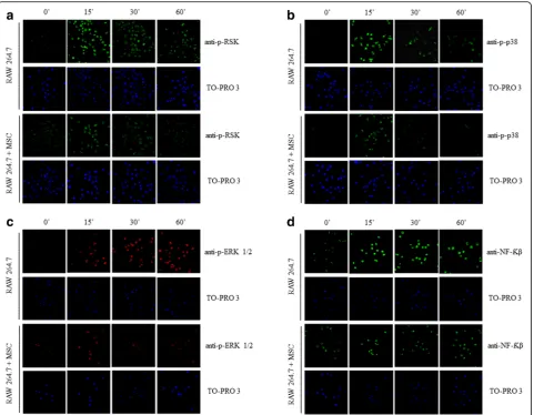 Fig. 8 Immunohistochemistry analysis of the expression of pRSK, p-p38, p-ERK, and NF-expression increased in the macrophages treated with LPS when compared with the untreated group