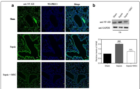 Fig. 4 MSC administration reduced elevated NF-data from one of four individual experiments
