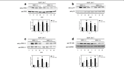Fig. 6 Co-cultivation with MSCs inhibited LPS-induced phosphorylation of RSK, p38, ERK, and NF-were treated with LPS (1κB expression in macrophages