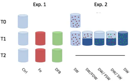 Figure 2- Experimental setup for Exp. 1 and Exp. 2 (SW= Surface water, DW= Deep water, FSW= Filtered Surface Water, FDW = Filtered Deep Water).