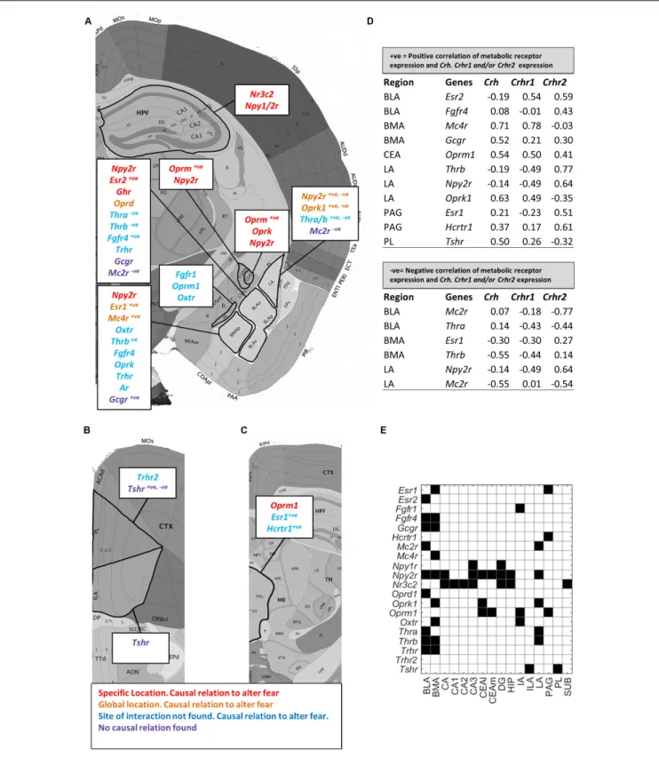 FIGURE 6 | Enriched metabolic receptors in the central fear circuitry. Depicted metabolic receptor genes were selected for their high normalized expression [log 2 (normalized expression) &gt; 2 for amygdala, hippocampus and medial prefrontal cortex; &gt;1 