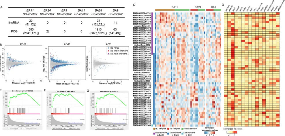 Figure 1: Differential analyses of lincRNAs in three brain regions for BD and SZ. A. Statistics of differentially expressed lincRNAs and PCGs