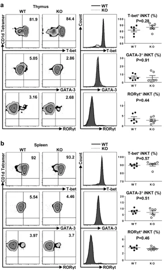 Figure 5: Loss of TIM-4 does not affect the polarization of iNKT cell sublineages. a. Representative dot plots of T-bet, GATA-3 and RORγt expressions in the thymus iNKT cells from TIM-4 WT and KO mice (left panel)