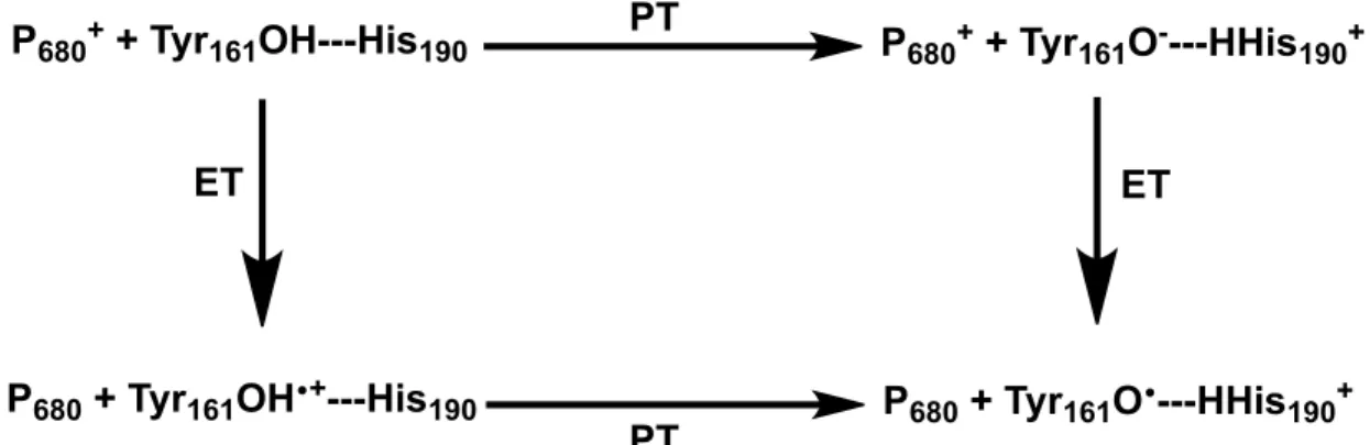 Figure 3. Simplified illustration of the stepwise ET-PT, PT-ET pathways in the oxidation of  the Y  pair in PSII