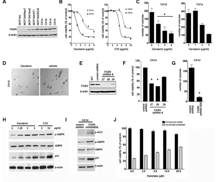 Figure 1: FASN expression correlates with malignant progression of MCF10CA cells. (A) Western blot analysis of FASN protein in cells from various tumor stages