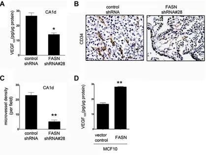 Figure 3: FASN depletion reduces VEGF secretion and angiogenesis in CA1d cells. (A) ELISA-based analysis of VEGF in the supernatant from CA1d/vector control or FASN-deficient CA1d (CA1d/FASN shRNA#28) cells