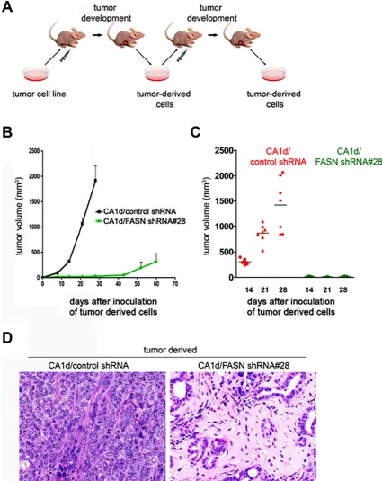 Figure 4: FASN depletion promotes a dormant-like phenotype as tumor-derived FASN- negative cells maintain a non-malignant phenotype after a second passagefirst generation transplanted tumors after 7 weeks, were grown in culture, and xenografted to form sec