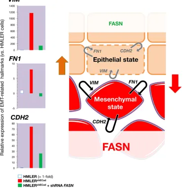 Figure 5: Transient knockdown of FASN gene expression suppresses structural hallmarks of EMT