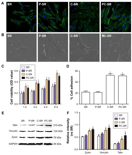 Figure 3 analysis of cytocompatibility in the different groups.Notes: (A) Immunofluorescence microscope observations of fibroblast cytoskeleton using FITC-labeled actin tracer