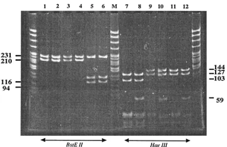 FIG. 1. PAGE analysis of MPRA variants digested withladder; lanes 1 to 6,v1 and v2; lanes 7 to 12, corresponding digestions with