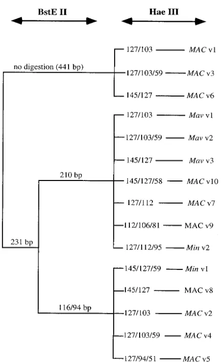 TABLE 1. GenProbe result, IS1245 copy number, and hsp65 alleleof selected MAC isolates representing diverse hsp65 PRA types