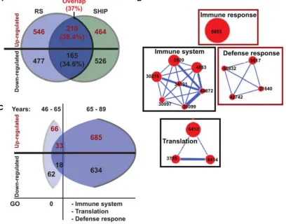 Figure 2: Gene network of the overlapping significant genes. (A) Venn diagram showing the overlap of the significant (FDR < 0.05 and FC ≥ 1.2) age-associated probes in RS (blue) and SHIP-TREND (green) datasets