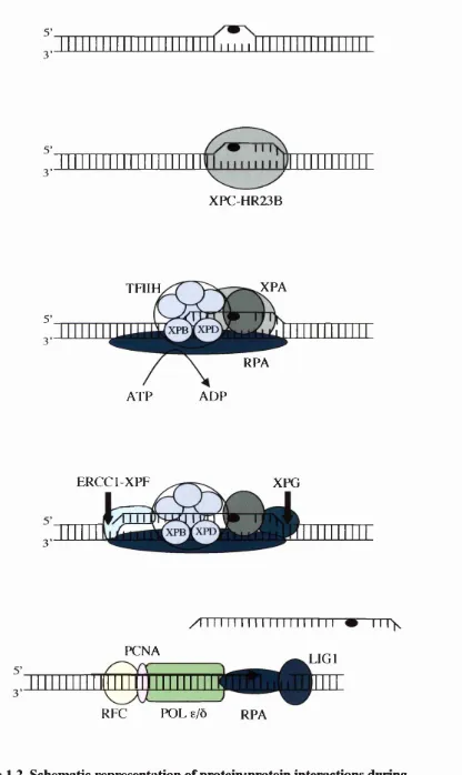 Figure 1.2. Schematic representation of protein:protein interactions during global genome NER in mammalian cells (adapted from Batty and Wood, 2000).