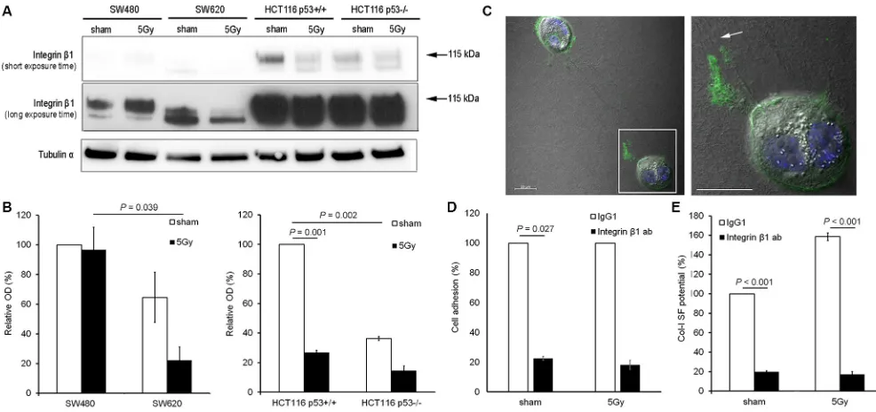 Figure 4: Integrin β1 functionality was essential for col-I adhesion and col-I SF by colon cancer cells after X-radiation