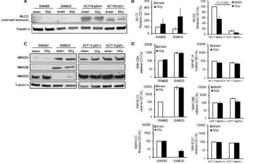 Figure 5: X-radiation did not induce significant changes in MLC2 and NMHCIIA, –B, and –C expression levels in the analyzed colon cancer cell lines