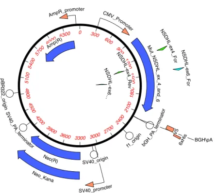Figure 5.  Plasmid Engineered with Human HSDHL Mutant Template.  Invitrogen  GeneArt Synthesis, Germany