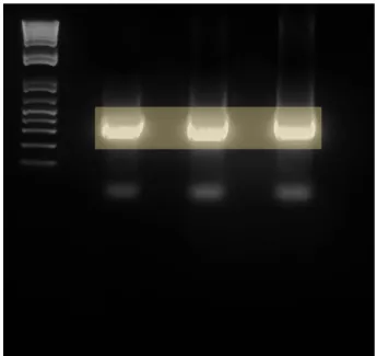Figure 7.  Student Exon 4 sense/Exon 6 antisense Primers with Constructed Plasmid.  