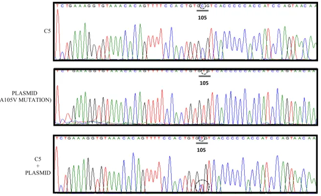 Figure 8.  Sanger Sequencing, Exon 4 Amplicons.  Controls. 