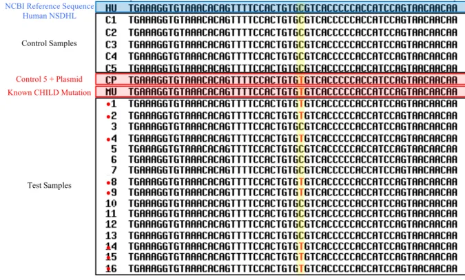 Figure 10.  Consensus Multiple Sequence Alignment of Exon 4 Sanger Sequencing.  Red  circles indicate presence of mutation C > T (A105V) in test samples