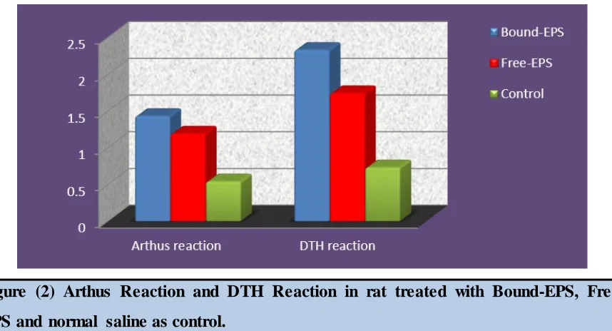 Figure (2) Arthus Reaction and DTH Reaction in rat treated with Bound-EPS, Free-