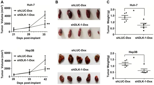 Figure 2: DLK1 knockdown can suppress xenograft tumor growth in nude mice. (A) The growth curves of xenograft tumors derived from Huh-7 and Hep3B cells with inducible DLK1 knockdown; (B) The images of xenograft tumors with inducible DLK1 knockdown; (C) Wei