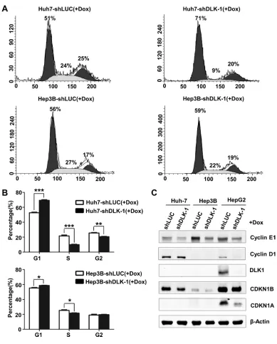 Figure 5: DLK1 downregulation induces an S phase arrest in human HCC cells. (A) Cell-cycle profiles of lentiviral infected Huh-7 and Hep3B stable cells