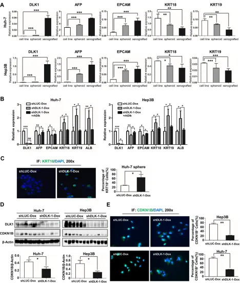 Figure 6: Inducible downregulation of DLK1 promotes cell differentiation of HCC. (A) Molecular markers for hepatic progenitor and differentiated cells were enriched in spheroid colonies and xenograft tumors