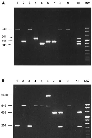 FIG. 1. PCR products obtained in multiplex PCR I (A) or multiplex PCR II (B) with puriﬁed chromosomal DNA (1 ng) of eight S
