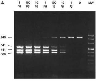 FIG. 2. Sensitivity of multiplex PCR I (A) and II (B) on a mixture of chromosomal DNAs of S