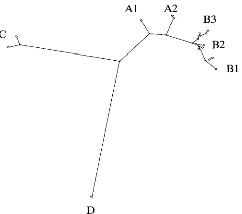 FIG. 3. Unrooted maximum parsimony tree of the 62 Francisellastrains. Five hundred bootstrap simulations were performed by usingsimulated annealing to optimize the topology