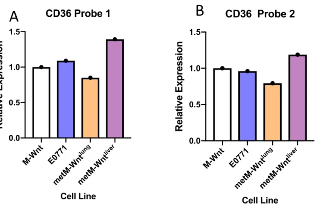 Figure 3 A-B: Existing Microarray of two probes (A: P375146, B: P375138) of CD36 gene  expression in Wnt progression series and E0771 cell lines