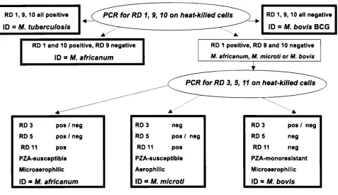 FIG. 3. Flow chart for identiﬁcation of TBC isolates by deletion analysis.