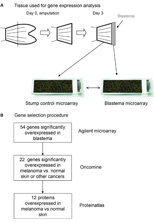 Figure 1: (A) Regenerating zebrafish tissue used for gene expression analysis. (B) Gene selection pipeline leading to the identification of novel melanoma overexpressed genes.