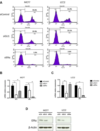 Figure 2: Depletion of GLI1 or ERα reduces the proliferation of MCF7 and LCC2 cells. (control siRNA (siCN), GLI1 siRNA (siGLI1) or ERα siRNA (siERα) for 48 hours, was determined by Western blot