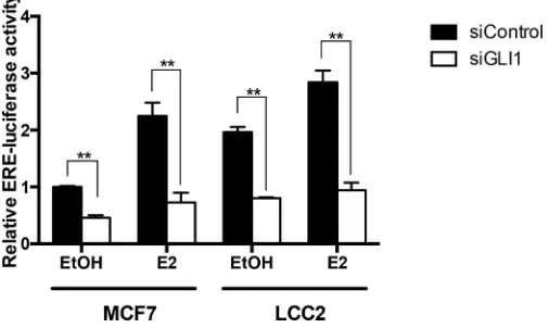 Figure 3: GLI1 depletion reduces the activity of an ERα reporter. MCF7 and LCC2 cells were transfected with control siRNA (siControl) or GLI1 siRNA (siGLI1) and after 24 hours were co-transfected with the reporter plasmid ERE-TK-Luc and the pRL-TK control 