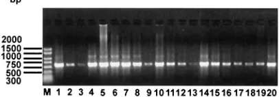 FIG. 1. Ampliﬁed ospCsensu lato. The PCR products were electrophoresed on a 1% agarosegel, stained with ethidium bromide, and visualized with a UV lighttransilluminator