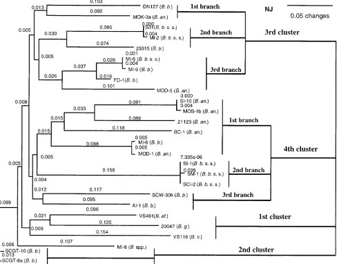 FIG. 2. Phylogenetic tree derived from the deduced amino acid sequences of southern and reference strains of Borrelia burgdorferiB