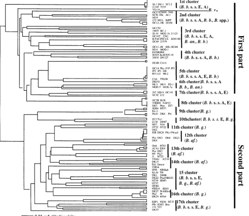 FIG. 3. Phylogenetic tree determined from the DNA sequence of the ospCsensu lato. The UPGMA tree was constructed with PAUP software and is based on a comparison of 344 bp ofwith the trees produced by neighbor-joining, maximum-likelihood, and parsimony meth
