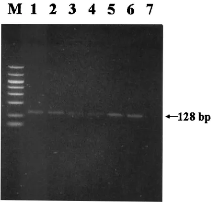 TABLE 1. Comparison of fresh serum, dried serum, and driedblood for detection of DHBV DNAa