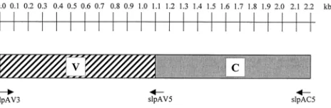 FIG. 1. Structural organization of the slpAconserved (C) domain is in gray, and the variable (V) domain isrepresented by the hatched bar