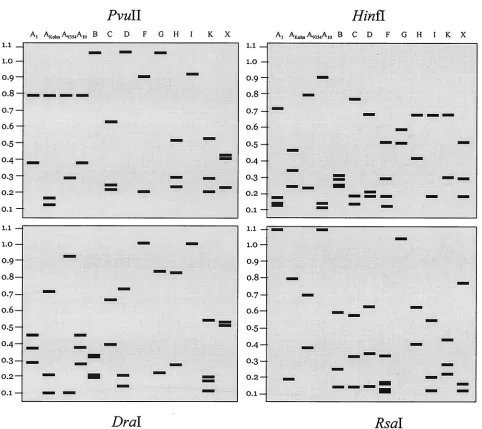 TABLE 2. Pairwise comparisons of amino acid sequence homologyof the variable region of the SlpA protein betweenC