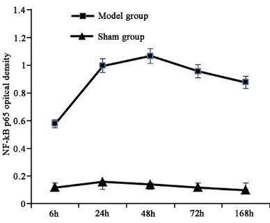 Figure 2. NF-κB p65 expression in venous endothe-lial cells. ■P < 0.05, compared with sham group.