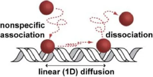 Figure 1.1: A schematic of a DNA-binding protein search for a binding site.  This  proposed scheme is hypothesized to account for the faster then 3-D diffusion limit  search observed by the Lac repressor