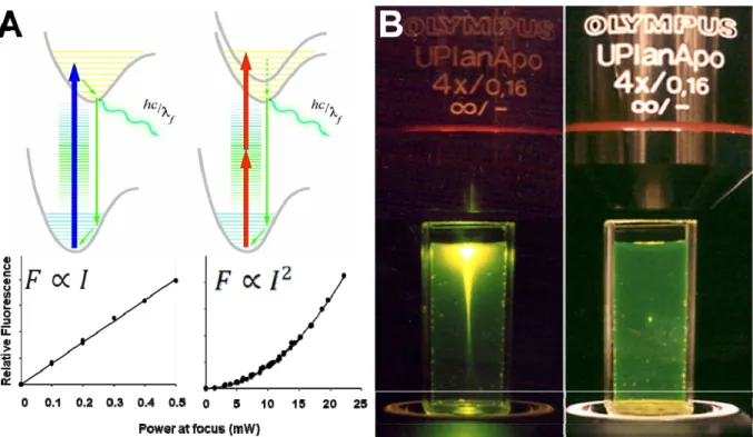 Figure 1.2: Two-photon excitation is used for depth discrimination in two-photon  microscopy
