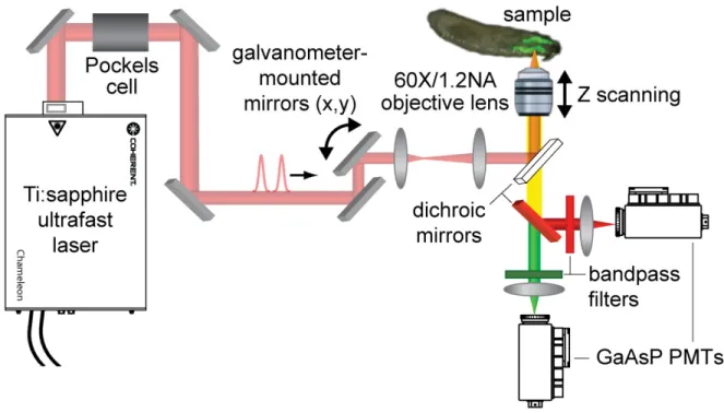 Figure 1.3: Schematic of the laser scanning two-photon microscope used for  experiments in this dissertation